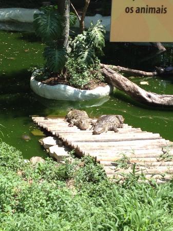 Zoo Safari